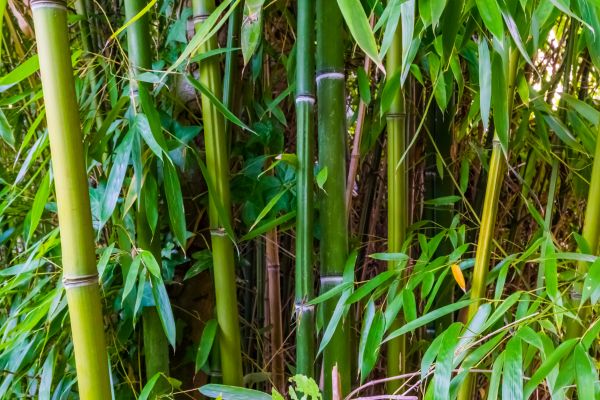 Cost of Bamboo Trimming in Yorba Linda