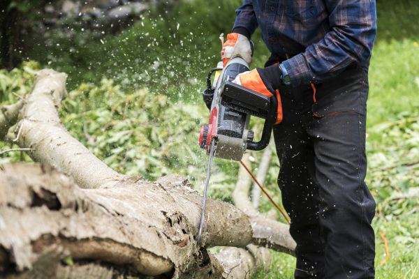 Cost of Branch Removal Service in Yorba Linda