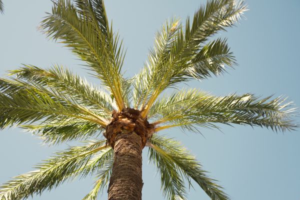 Palm Tree Pruning in Yorba Linda