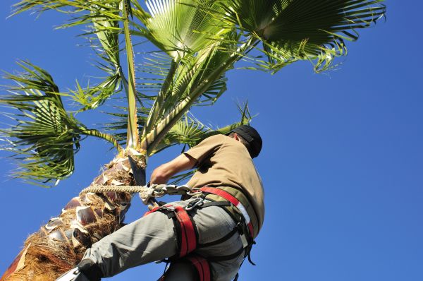Palm Tree Trimming in Yorba Linda