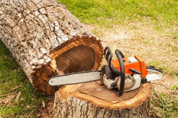 Tree Cutting Service in Yorba Linda