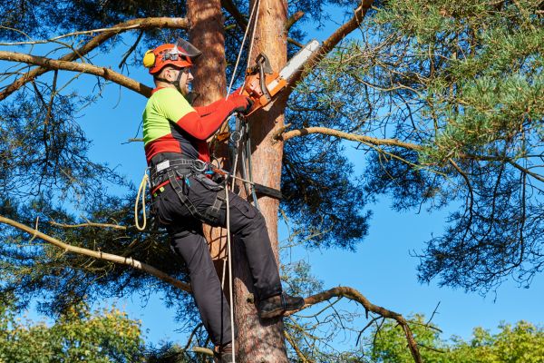 Tree Service in Yorba Linda