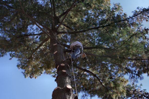 Cost of Trimming Service in Yorba Linda