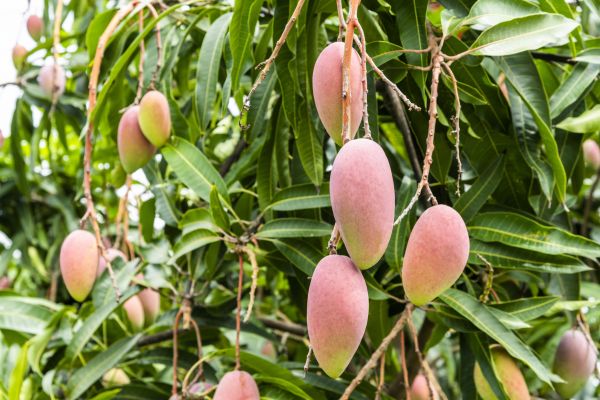 Cost of Mango Tree Trimming in Yorba Linda