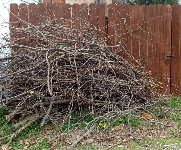 Cost of Dead Branch Removal in Yorba Linda