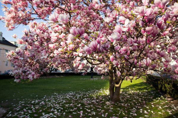 Cost of Ornamental Tree Pruning in Yorba Linda
