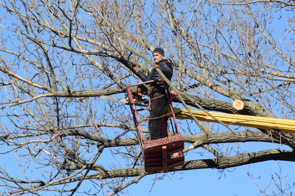 Cost of Emergency Tree Trimming in Yorba Linda