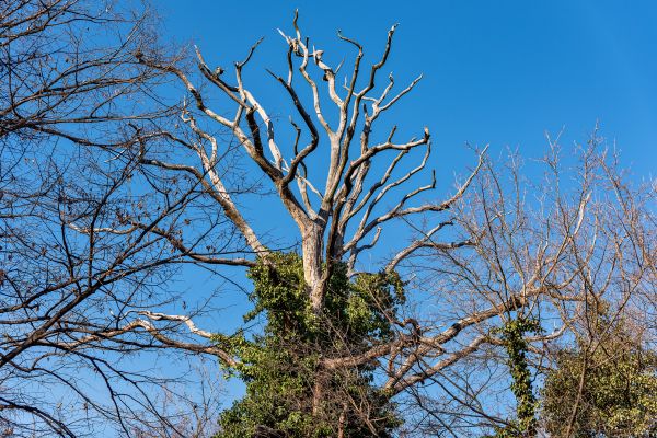 Cost of Deadwood Removal in Yorba Linda