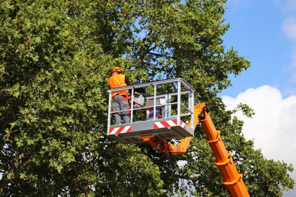 Commercial Tree Service in Yorba Linda