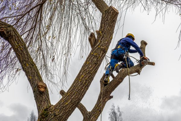 Cost of Tree Maintenance Service in Yorba Linda