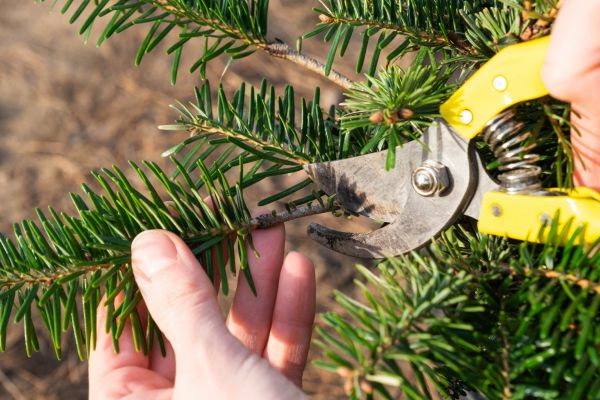 Pine Tree Pruning in Yorba Linda