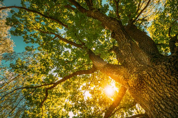 Oak Tree Pruning in Yorba Linda