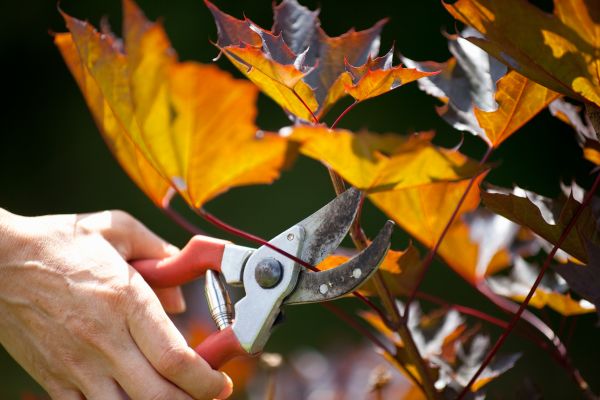 Maple Tree Pruning in Yorba Linda