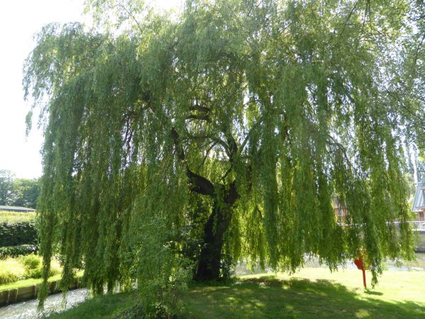 Cost of Willow Tree Trimming in Yorba Linda