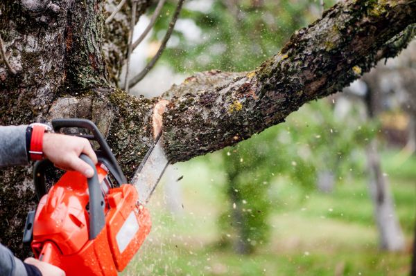 Tree Limbs Removal in Yorba Linda
