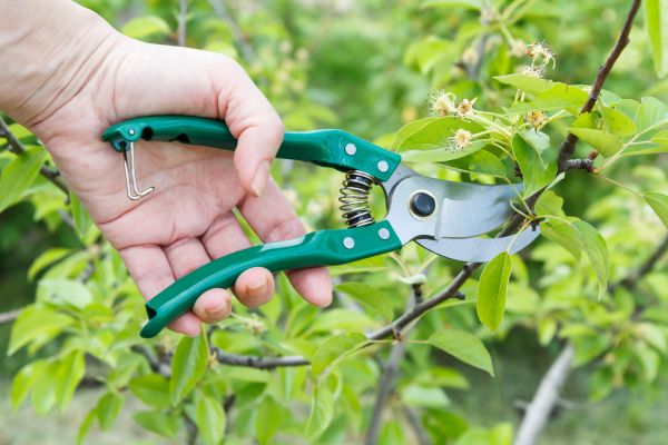 Pear Tree Pruning in Yorba Linda