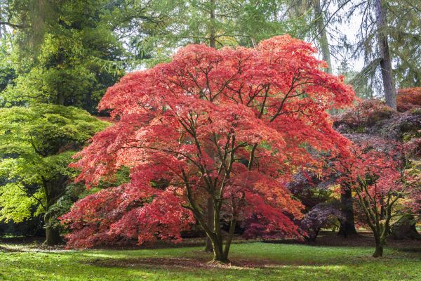 Japanese Maple Pruning in Yorba Linda