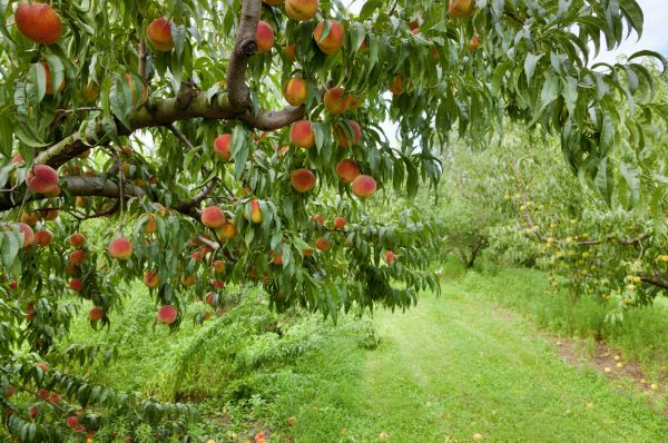 Peach Tree Pruning in Yorba Linda