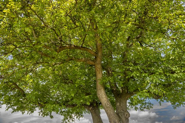 Cost of Walnut Tree Trimming in Yorba Linda