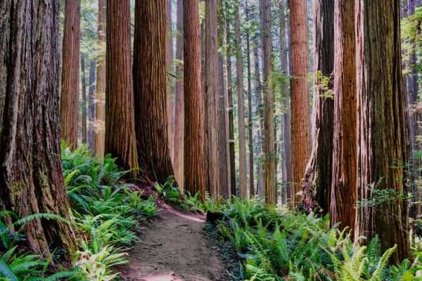 Cost of Redwood Tree Trimming in Yorba Linda