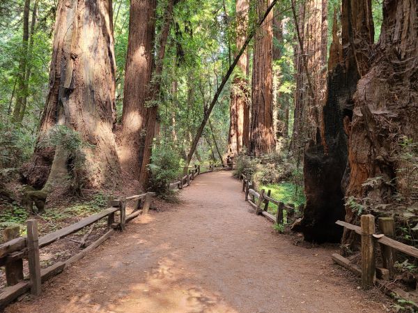 Cost of Redwood Tree Pruning in Yorba Linda