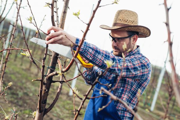 Cost of Orchard Tree Pruning in Yorba Linda