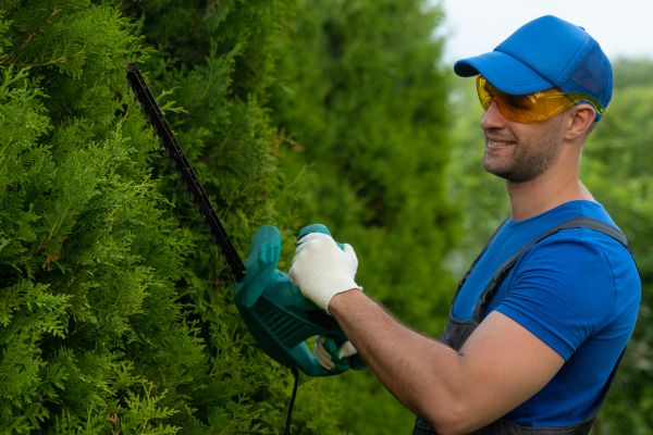 Cost of Tree Shaping Service in Yorba Linda