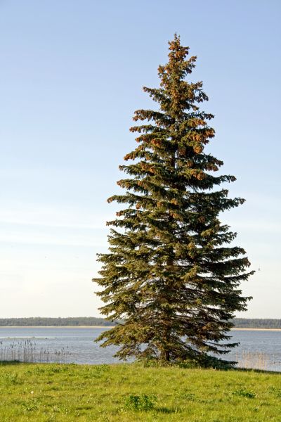 Cost of Spruce Tree Pruning in Yorba Linda