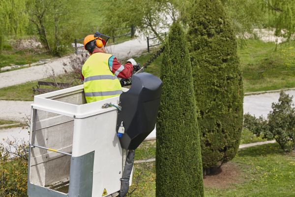 Cost of Cypress Tree Pruning in Yorba Linda