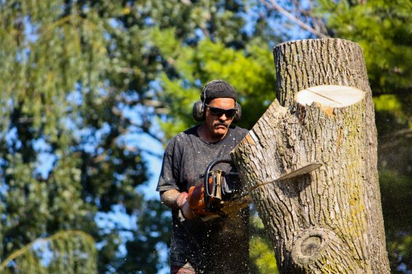 Cost of Ash Tree Pruning in Yorba Linda