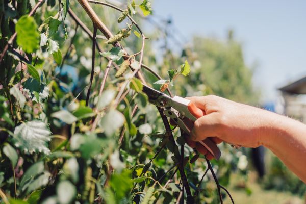 Cost of Birch Tree Pruning in Yorba Linda