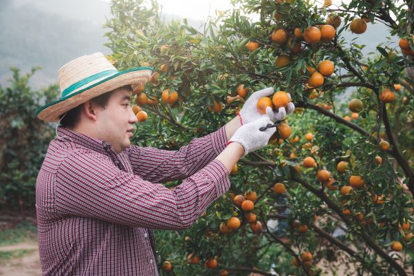Cost of Orange Tree Pruning in Yorba Linda