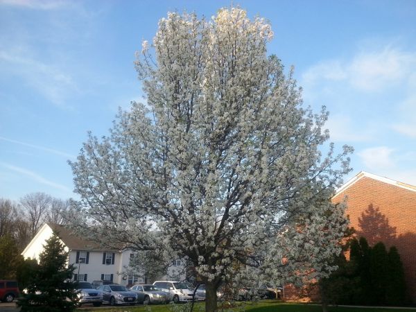Cost of Bradford Pear Tree Pruning in Yorba Linda
