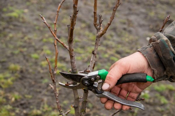 Pear Trees Pruning in Yorba Linda