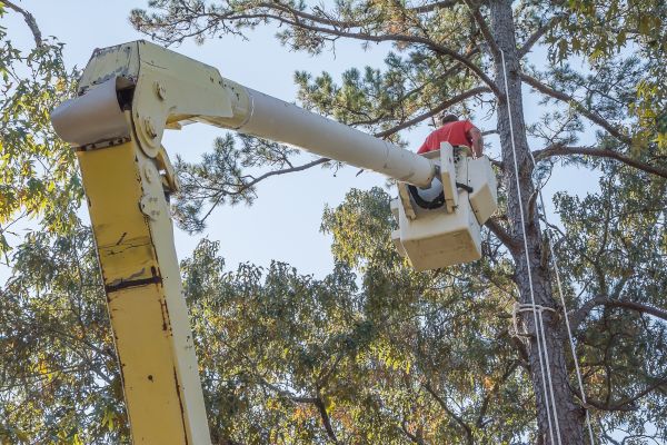 Cost of Limbs Trimming in Yorba Linda