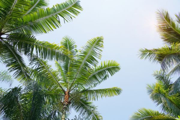 Cost of Queen Palm Tree Trimming in Yorba Linda