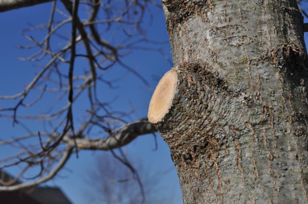 Cost of Limb Pruning in Yorba Linda
