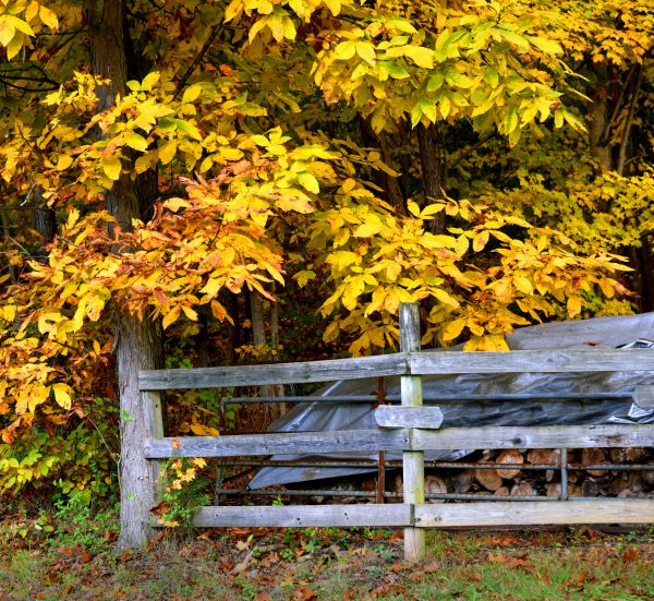 Cost of Hickory Tree Pruning in Yorba Linda
