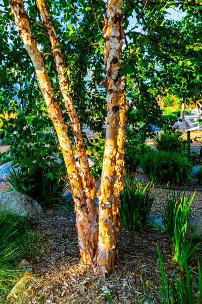 Cost of River Birch Trimming in Yorba Linda