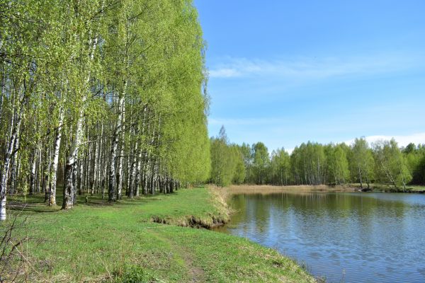 Cost of River Birch Pruning in Yorba Linda