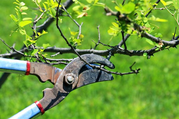 Cost of Branches Pruning in Yorba Linda
