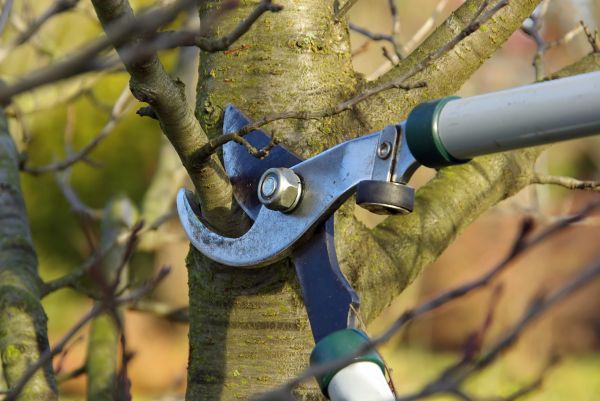 Cost of Tree Limb Trimming Service in Yorba Linda