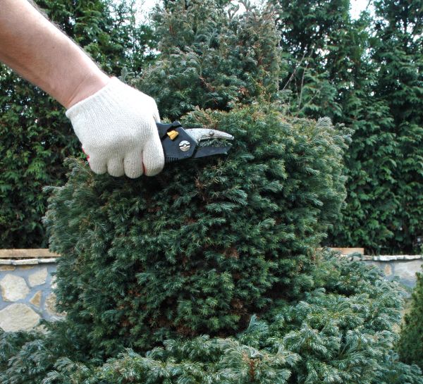 Cost of Ornamental Tree Trimming in Yorba Linda
