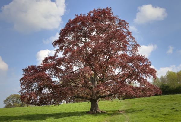 Cost of Beech Tree Pruning in Yorba Linda