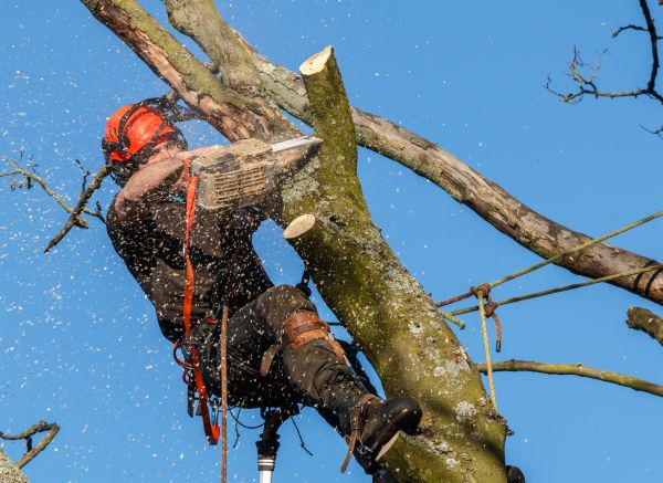 Tree Trimming Service in Yorba Linda