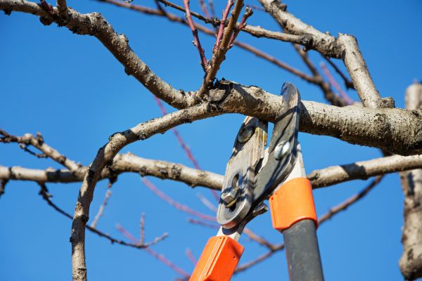Tree Pruning in Yorba Linda