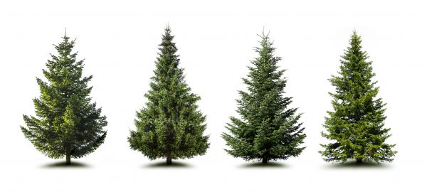 Cost of Pine Tree Trimming in Yorba Linda
