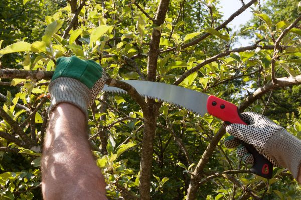 Apple Tree Trimming in Yorba Linda