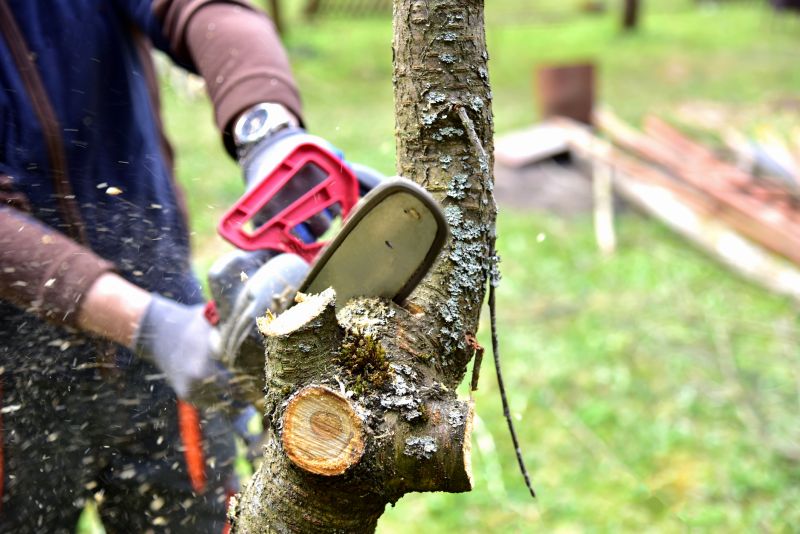 Cedar Tree Trimming