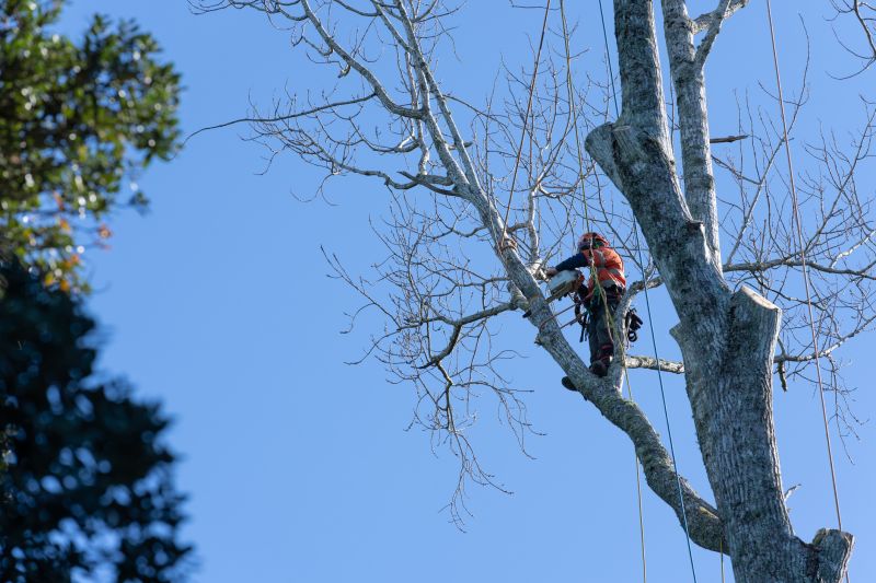Oak Tree Pruning